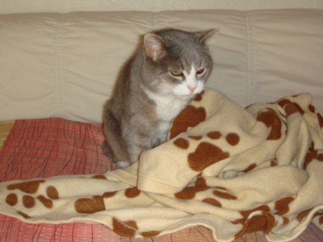 Picture of a cat / kitten / feline