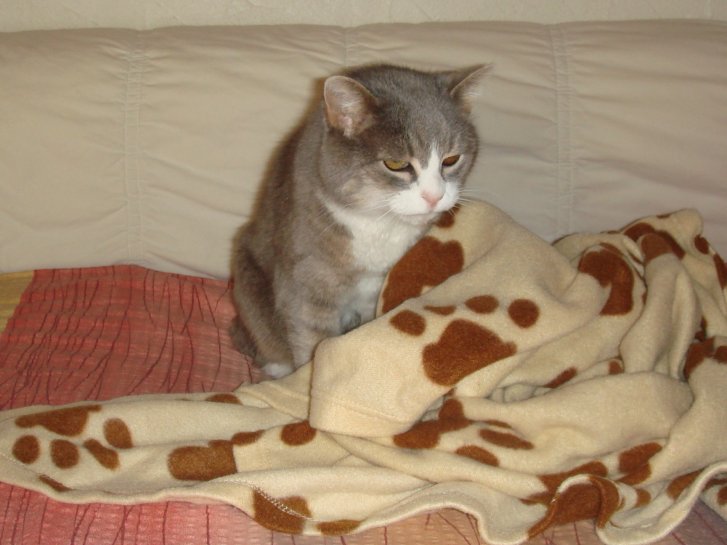 Picture of a cat / kitten / feline