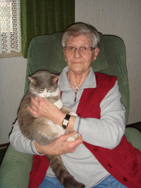 Picture of a cat / kitten / feline