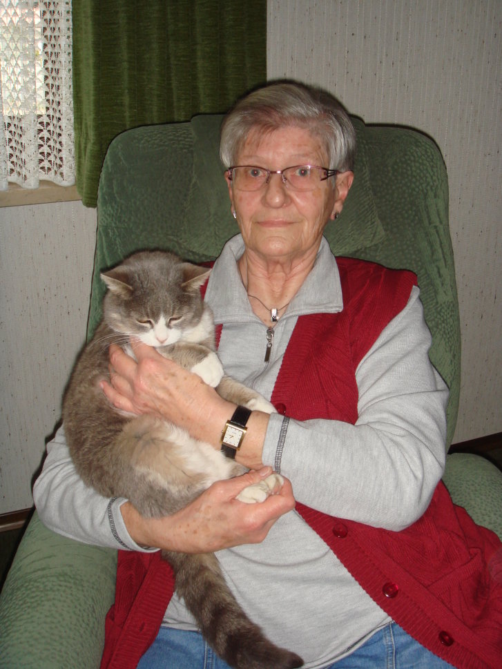 Picture of a cat / kitten / feline