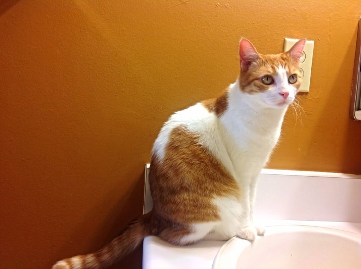 Picture of a cat / kitten / feline