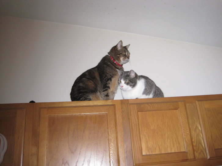 Picture of a cat / kitten / feline