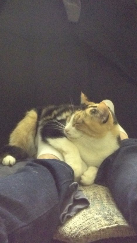 Picture of a cat / kitten / feline