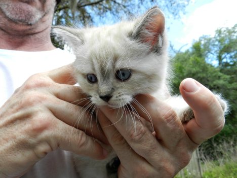 Picture of a cat / kitten / feline