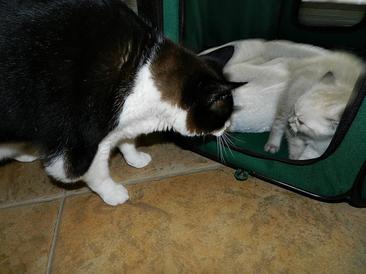 Picture of a cat / kitten / feline