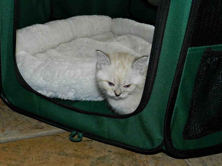 Picture of a cat / kitten / feline