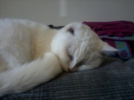 Picture of a cat / kitten / feline