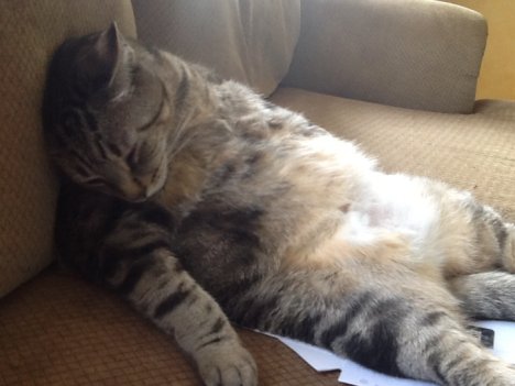 Picture of a cat / kitten / feline