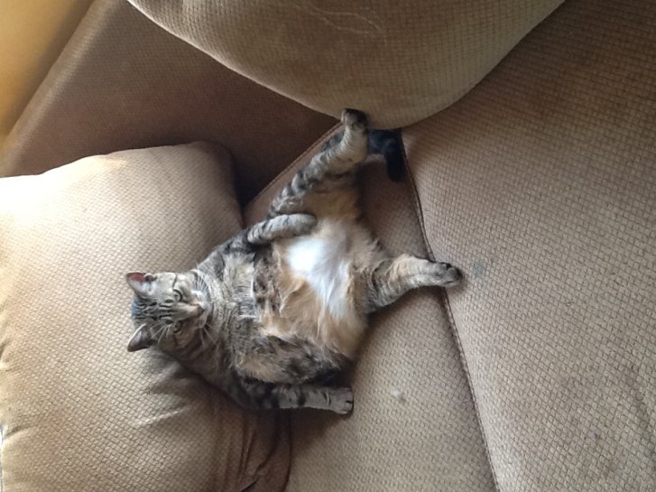 Picture of a cat / kitten / feline