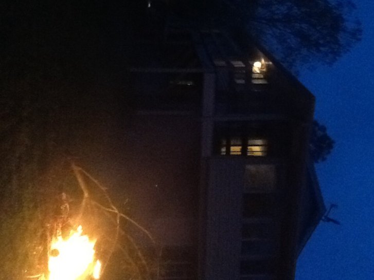 Picture of a cat / kitten / feline