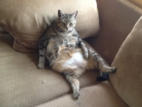 Picture of a cat / kitten / feline