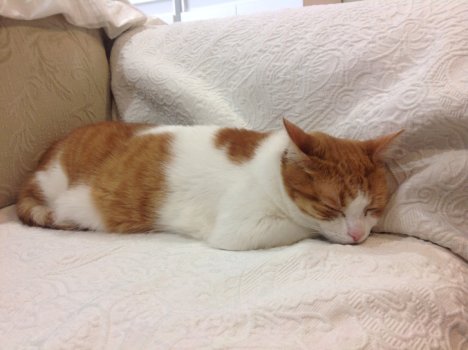 Picture of a cat / kitten / feline