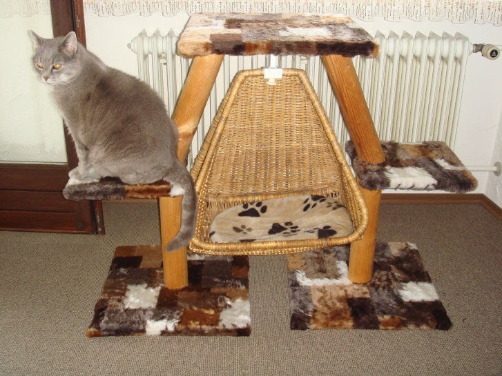 Picture of a cat / kitten / feline