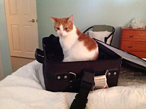 Picture of a cat / kitten / feline