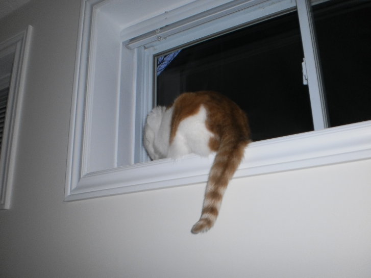 Picture of a cat / kitten / feline