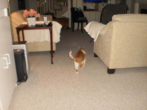 Picture of a cat / kitten / feline