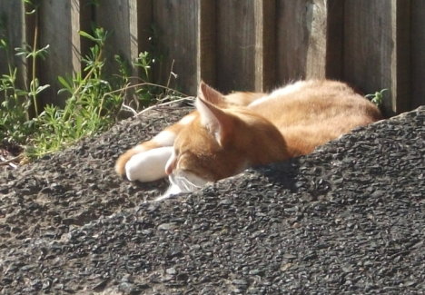 Picture of a cat / kitten / feline