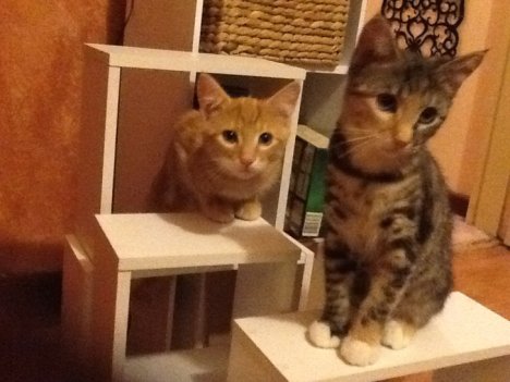 Picture of a cat / kitten / feline