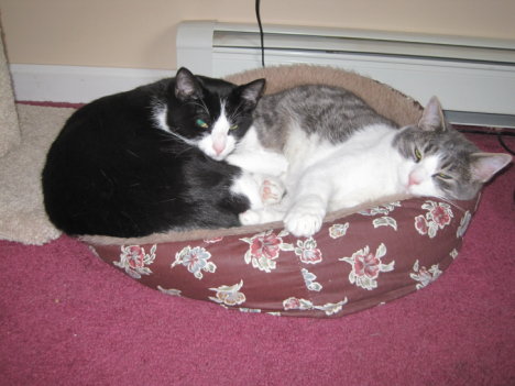 Picture of a cat / kitten / feline