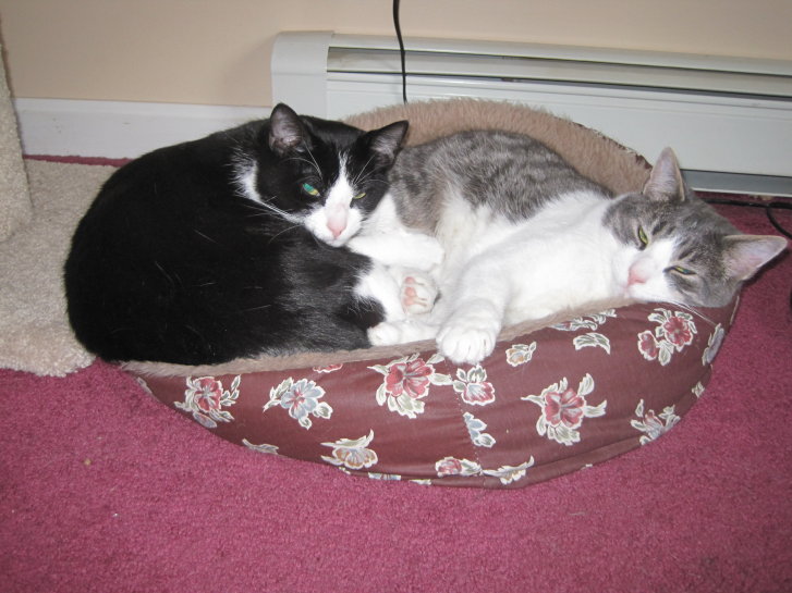 Picture of a cat / kitten / feline