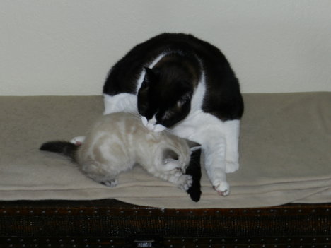 Picture of a cat / kitten / feline