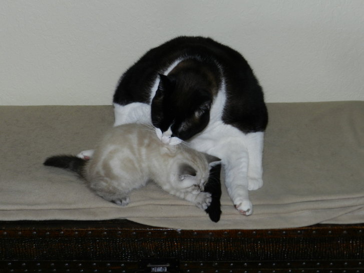 Picture of a cat / kitten / feline