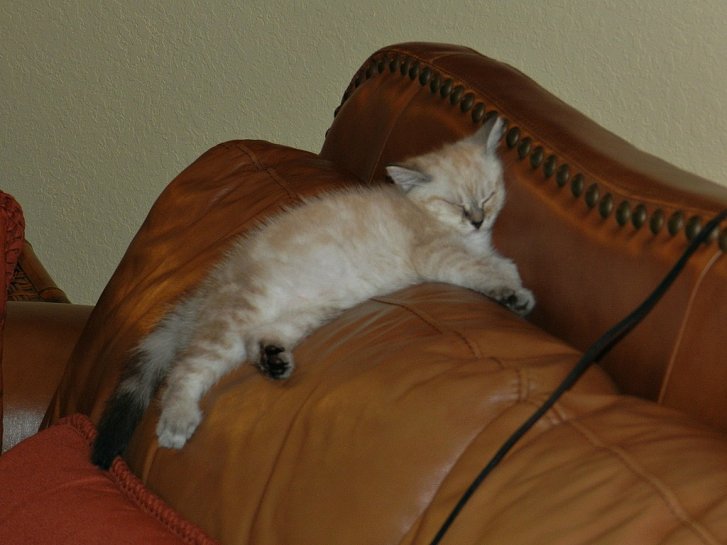 Picture of a cat / kitten / feline