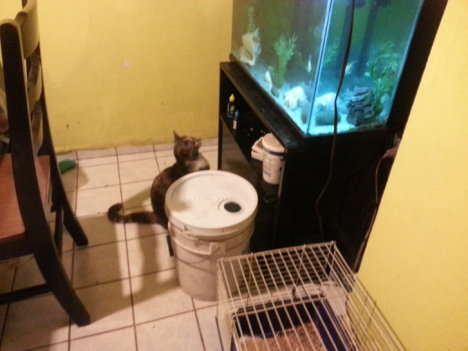 Picture of a cat / kitten / feline