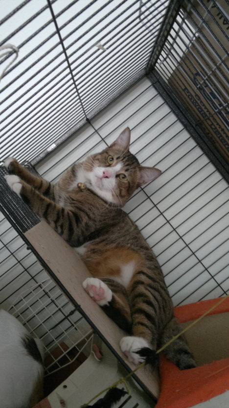 Picture of a cat / kitten / feline