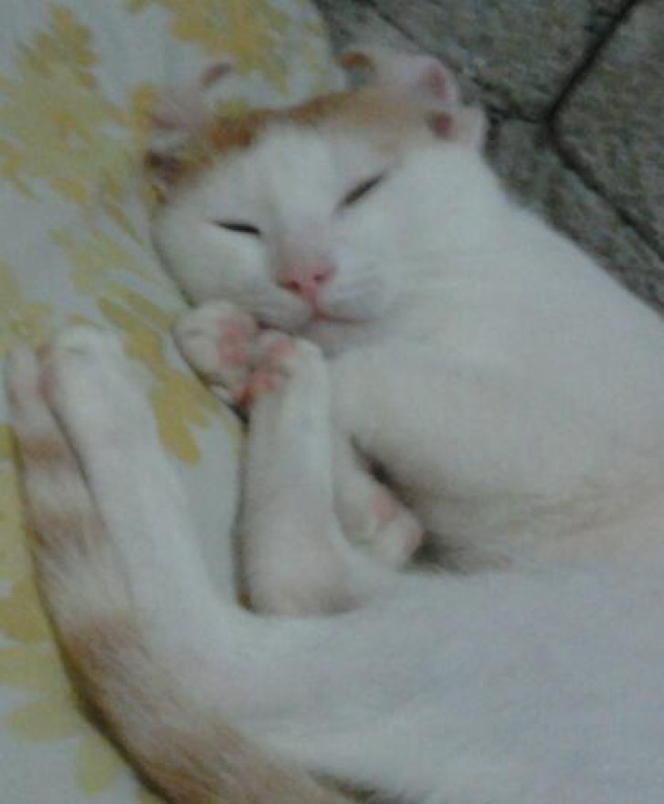 Picture of a cat / kitten / feline