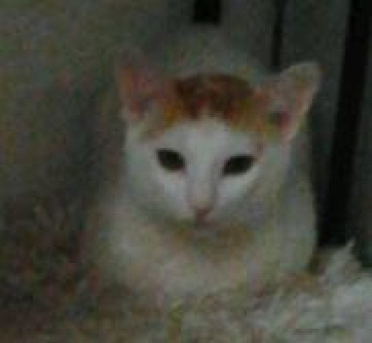 Picture of a cat / kitten / feline