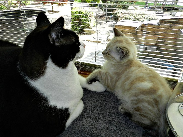 Picture of a cat / kitten / feline