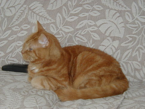 Picture of a cat / kitten / feline