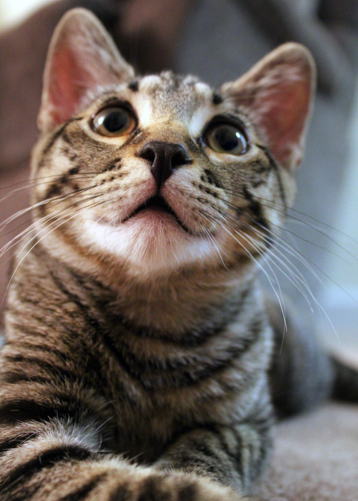 Picture of a cat / kitten / feline