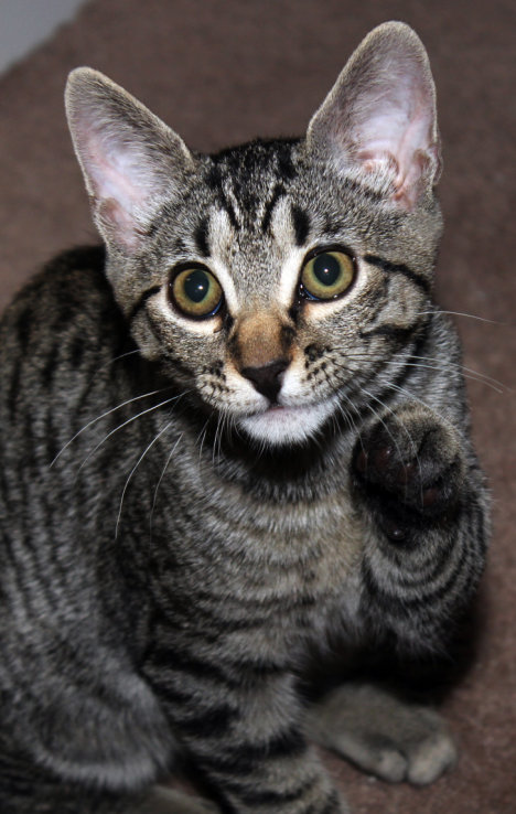 Picture of a cat / kitten / feline