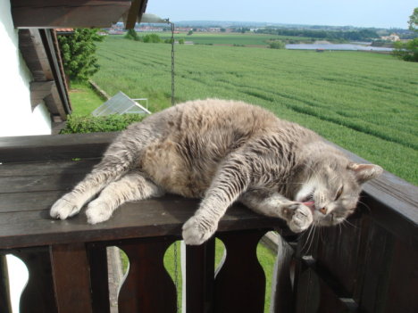 Picture of a cat / kitten / feline