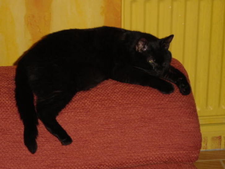 Picture of a cat / kitten / feline