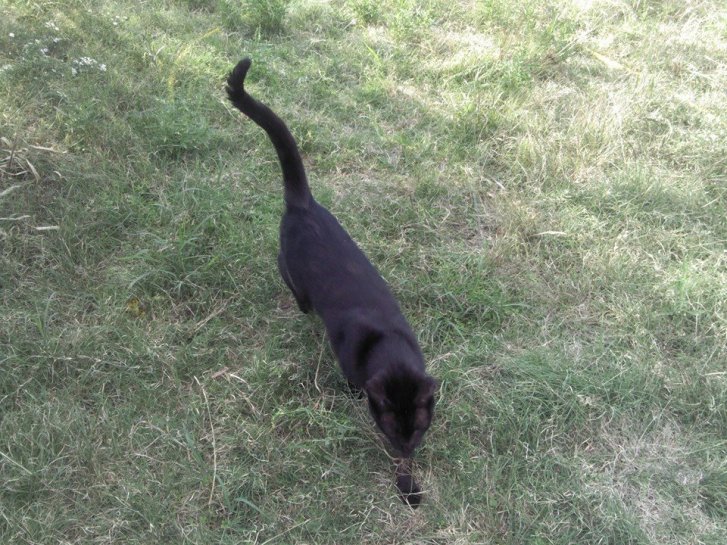 Picture of a cat / kitten / feline