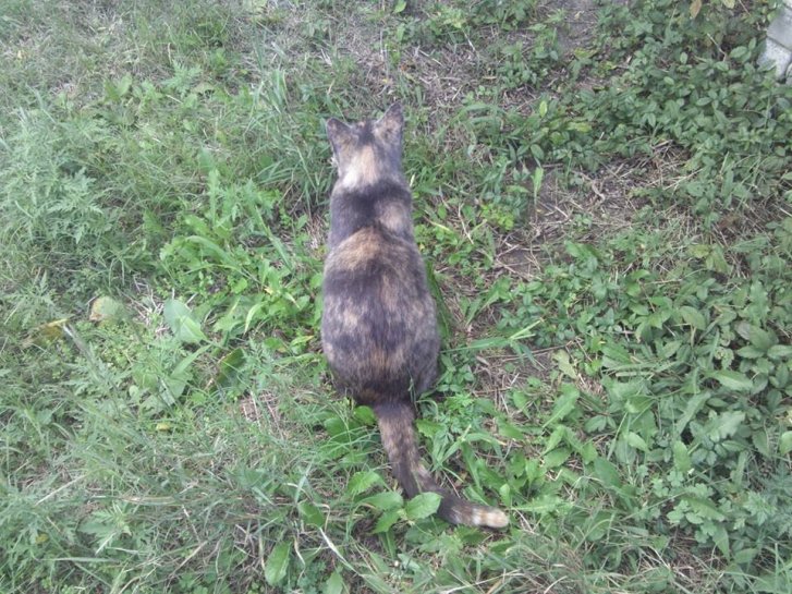 Picture of a cat / kitten / feline