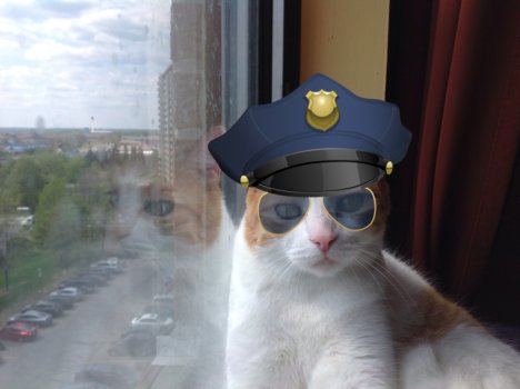 Picture of a cat / kitten / feline