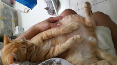 Picture of a cat / kitten / feline