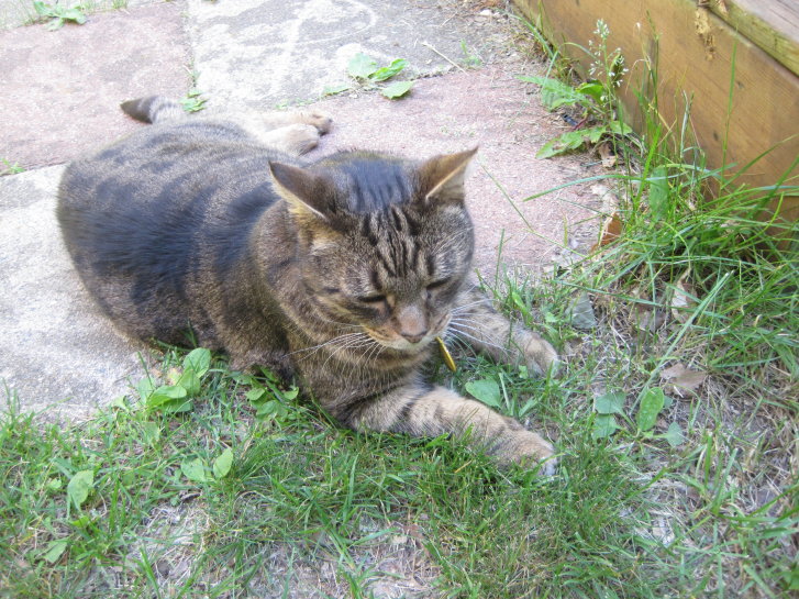 Picture of a cat / kitten / feline