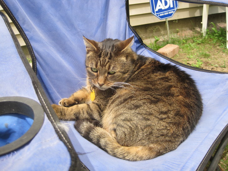 Picture of a cat / kitten / feline