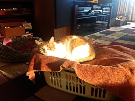 Picture of a cat / kitten / feline