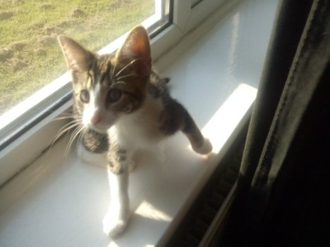 Picture of a cat / kitten / feline