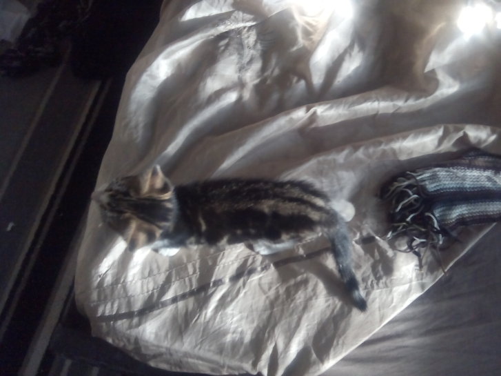 Picture of a cat / kitten / feline