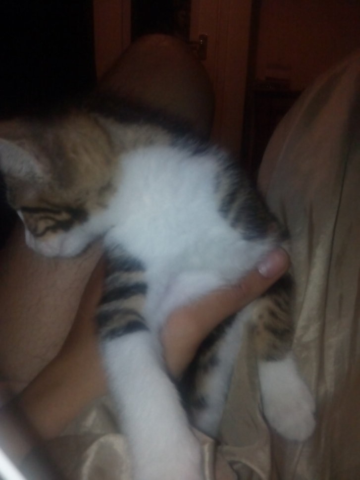 Picture of a cat / kitten / feline