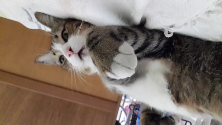 Picture of a cat / kitten / feline