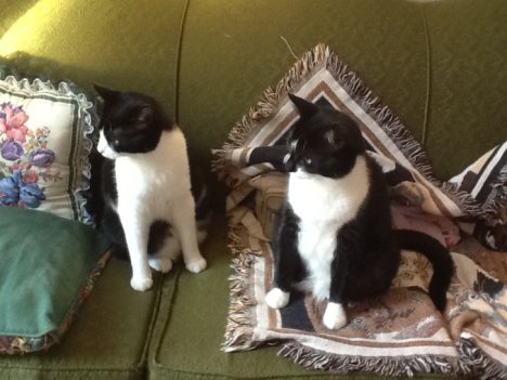 Picture of a cat / kitten / feline