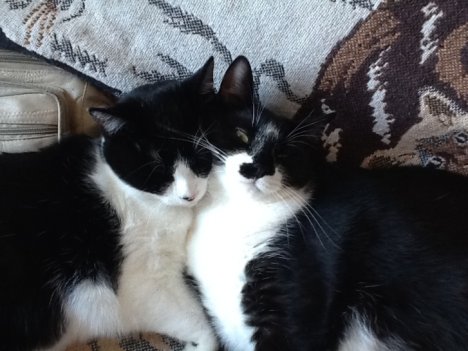 Picture of a cat / kitten / feline